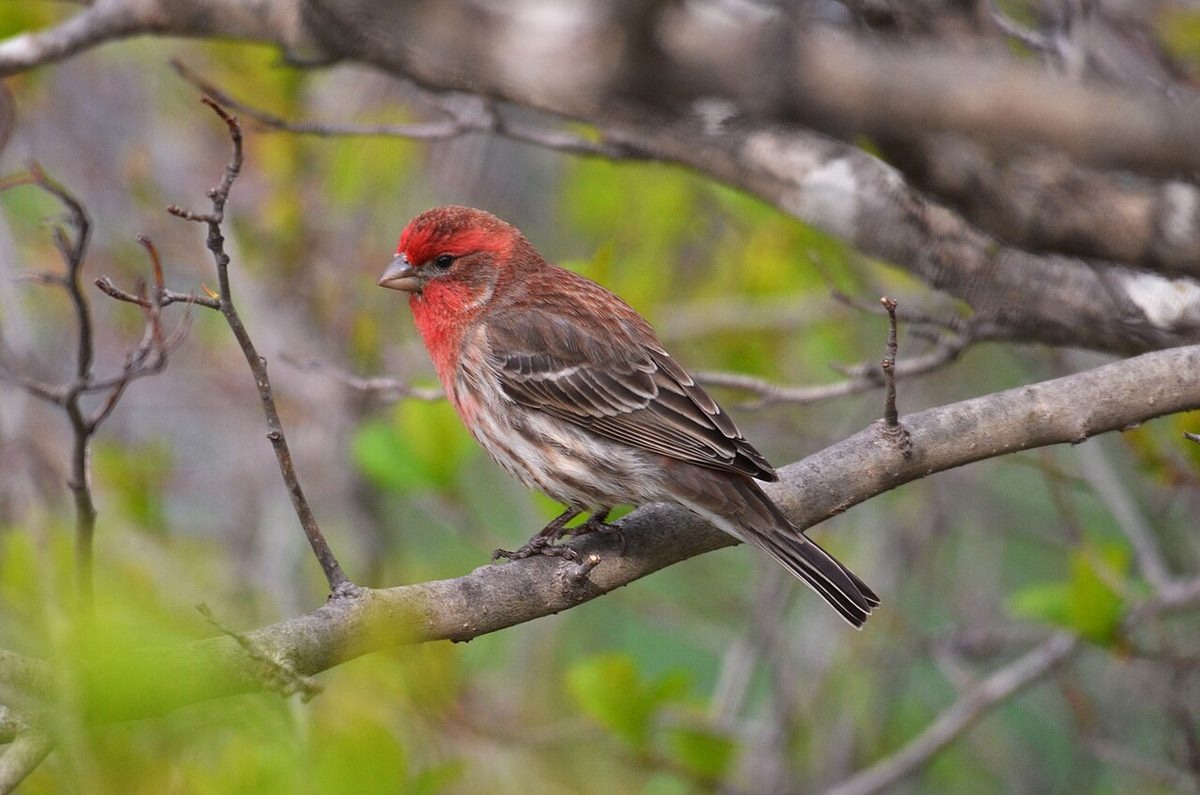 A house finch with a red head perched on a bark-covered branch